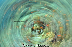 Anthias explosion
Playing with spinning effect
Nikon d7... by Adolfo Maciocco 